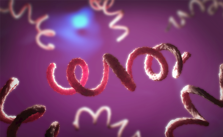 Frengi (Sifiliz) Nedir, Belirtileri Nelerdir?