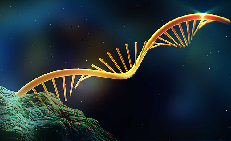 E6 ve E7 Proteinleri Nelerdir?