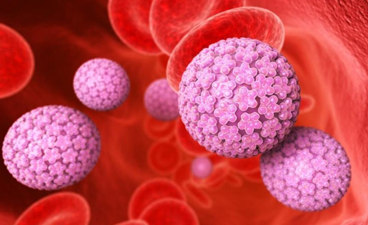 Human Papilloma Virüsü (HPV) 